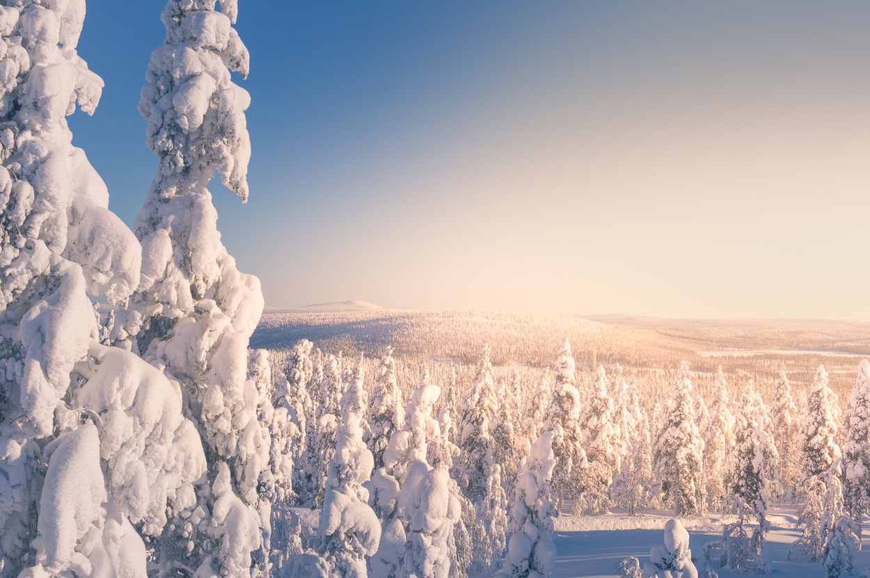 Crow snow-load trees in sunshine_medium Crow snow-load trees in sunshine_medium